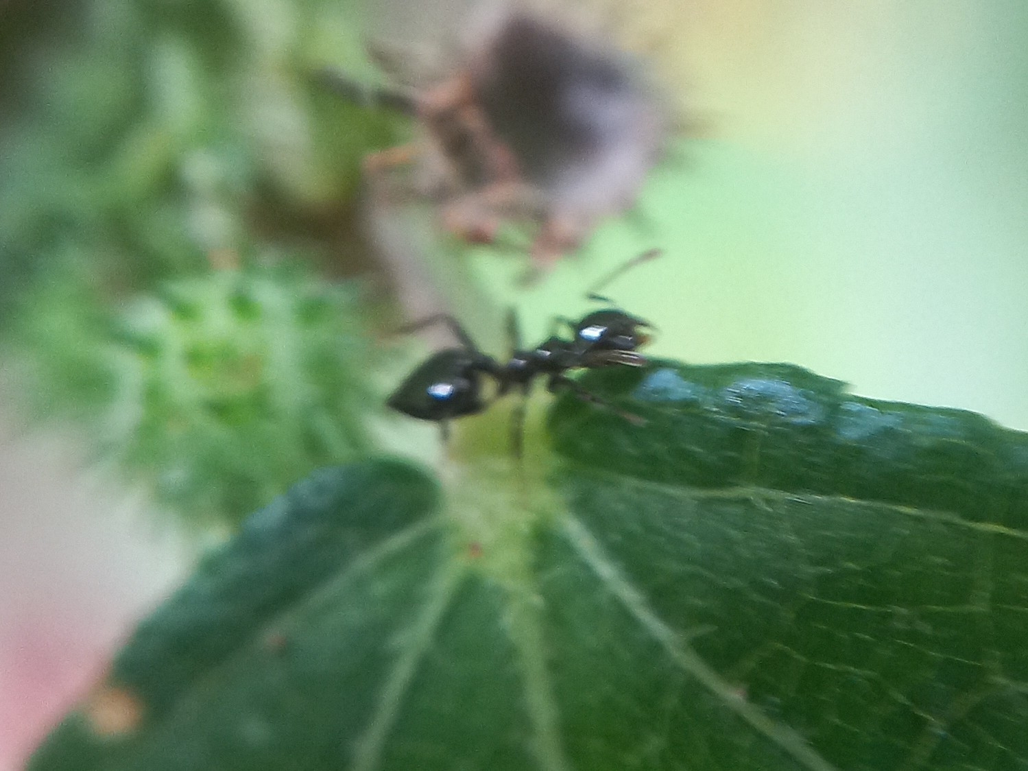 Crematogaster travancorensis
