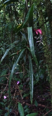 Billbergia saundersii, photograph Carlos Otávio Gussoni, CC BY, iNaturalist via GBIF