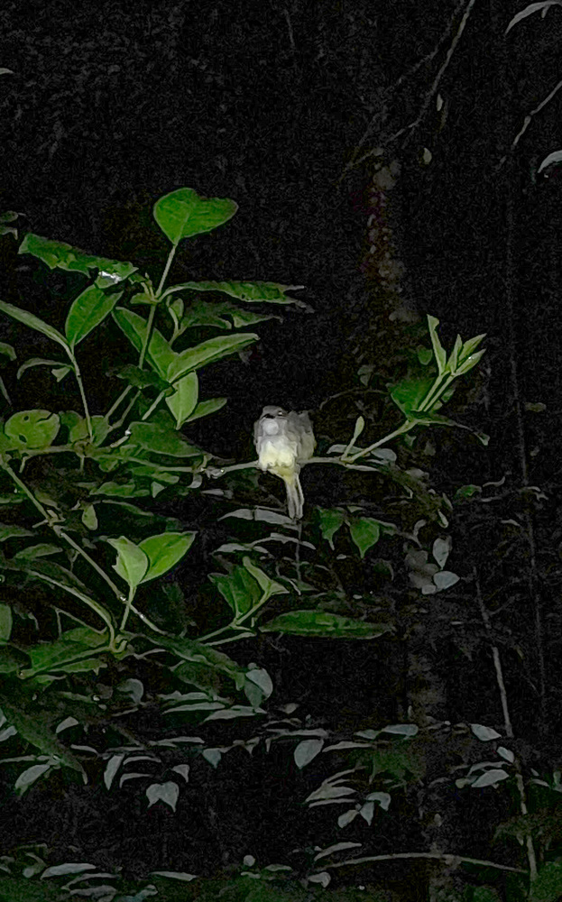 Sulphur-vented Whistler (Pachycephala sulfuriventer), photo 6