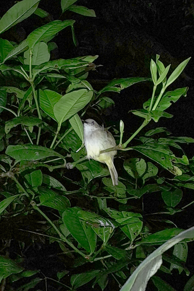 Sulphur-vented Whistler (Pachycephala sulfuriventer), photo 5