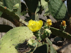 Opuntia rileyi