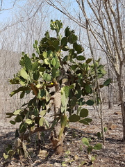 Opuntia rileyi