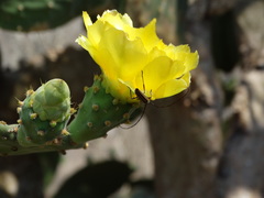 Opuntia rileyi