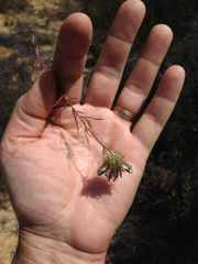 Cordylanthus rigidus setigerus