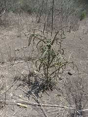 Cylindropuntia thurberi