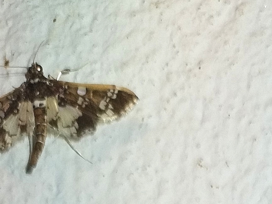 Desmia jovealis