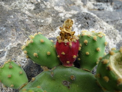 Opuntia rileyi