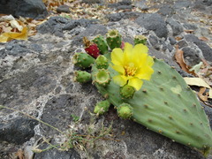 Opuntia rileyi