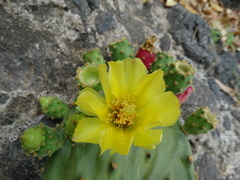 Opuntia rileyi