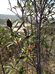 Comarostaphylis diversifolia diversifolia