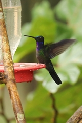 Campylopterus villaviscensio