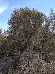 Comarostaphylis diversifolia diversifolia