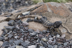 Ctenosaura pectinata