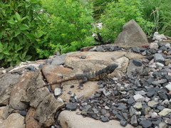 Ctenosaura pectinata
