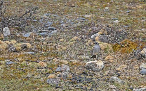 Cinereous Ground Tyrant (Muscisaxicola cinereus), photo 9