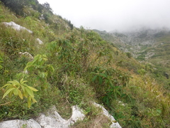 Rhytidophyllum auriculatum