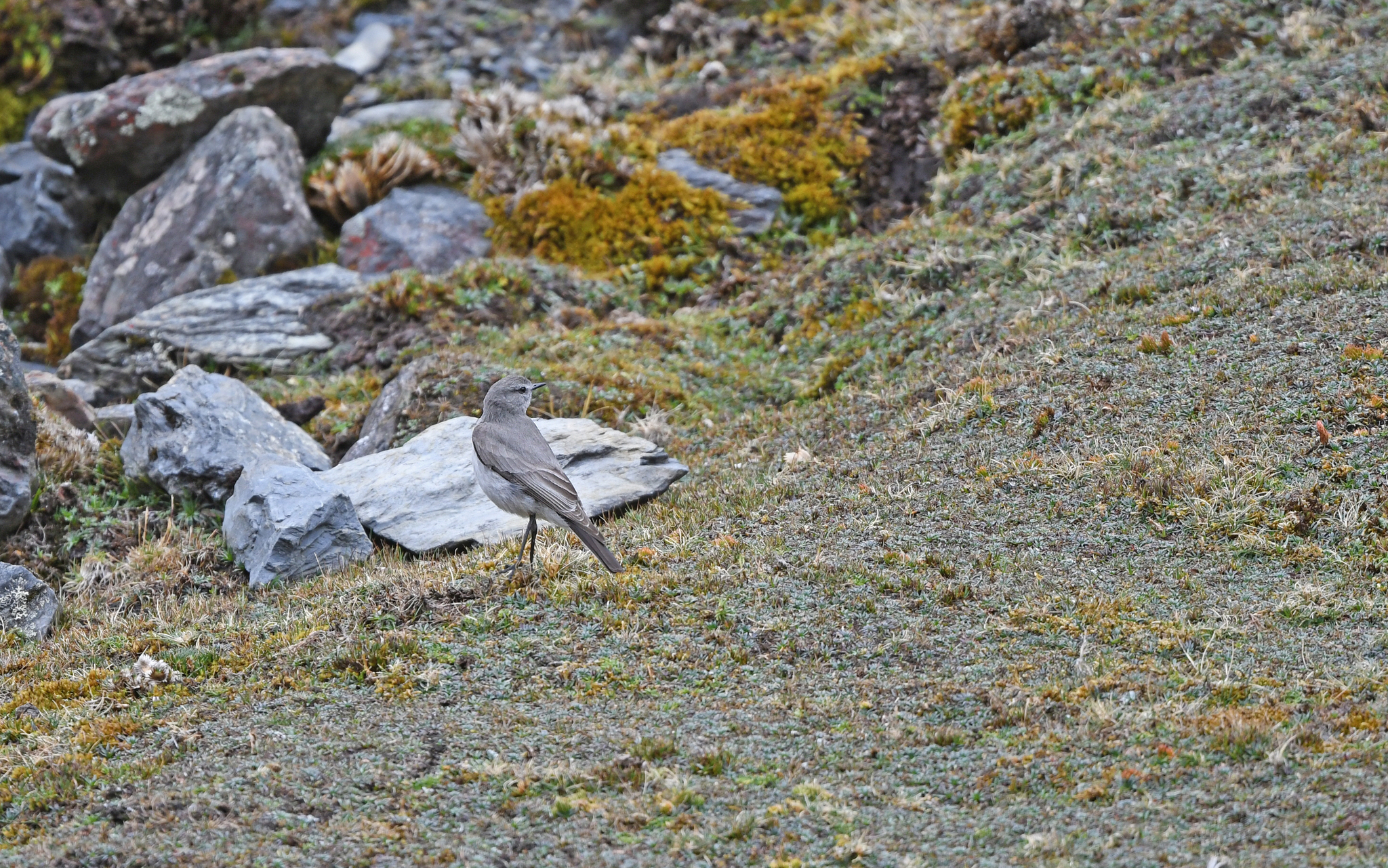 Taczanowski's Ground Tyrant (Muscisaxicola griseus), photo 7