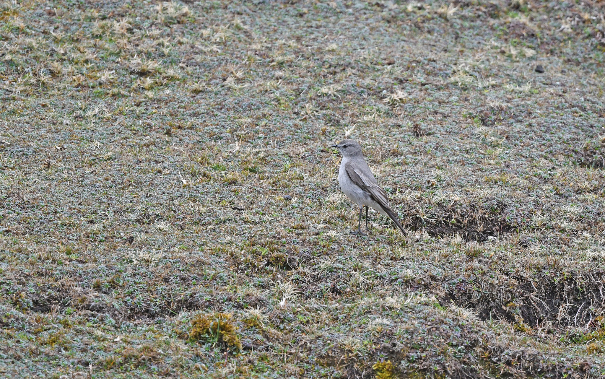 Taczanowski's Ground Tyrant (Muscisaxicola griseus), photo 5
