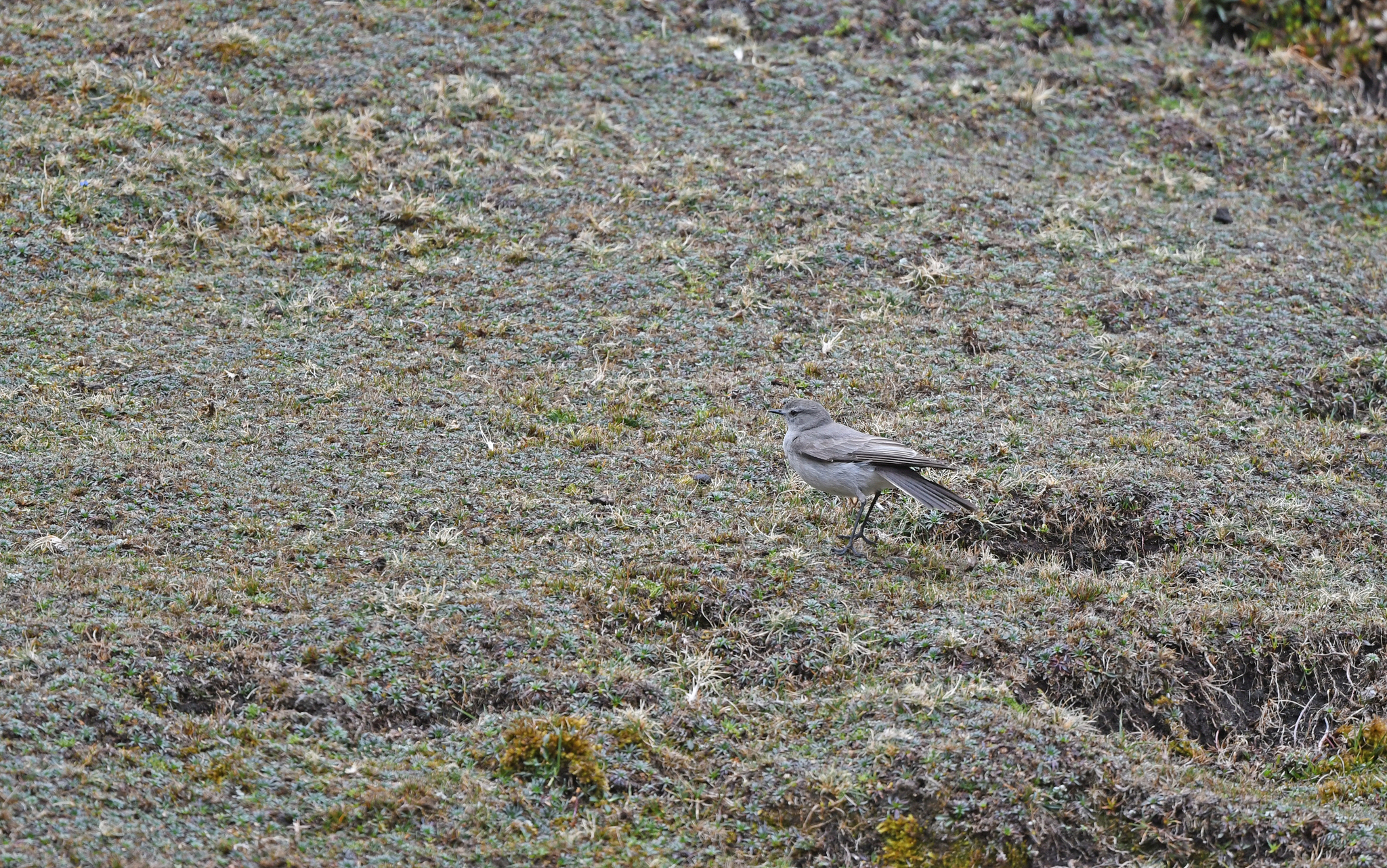 Taczanowski's Ground Tyrant (Muscisaxicola griseus), photo 6