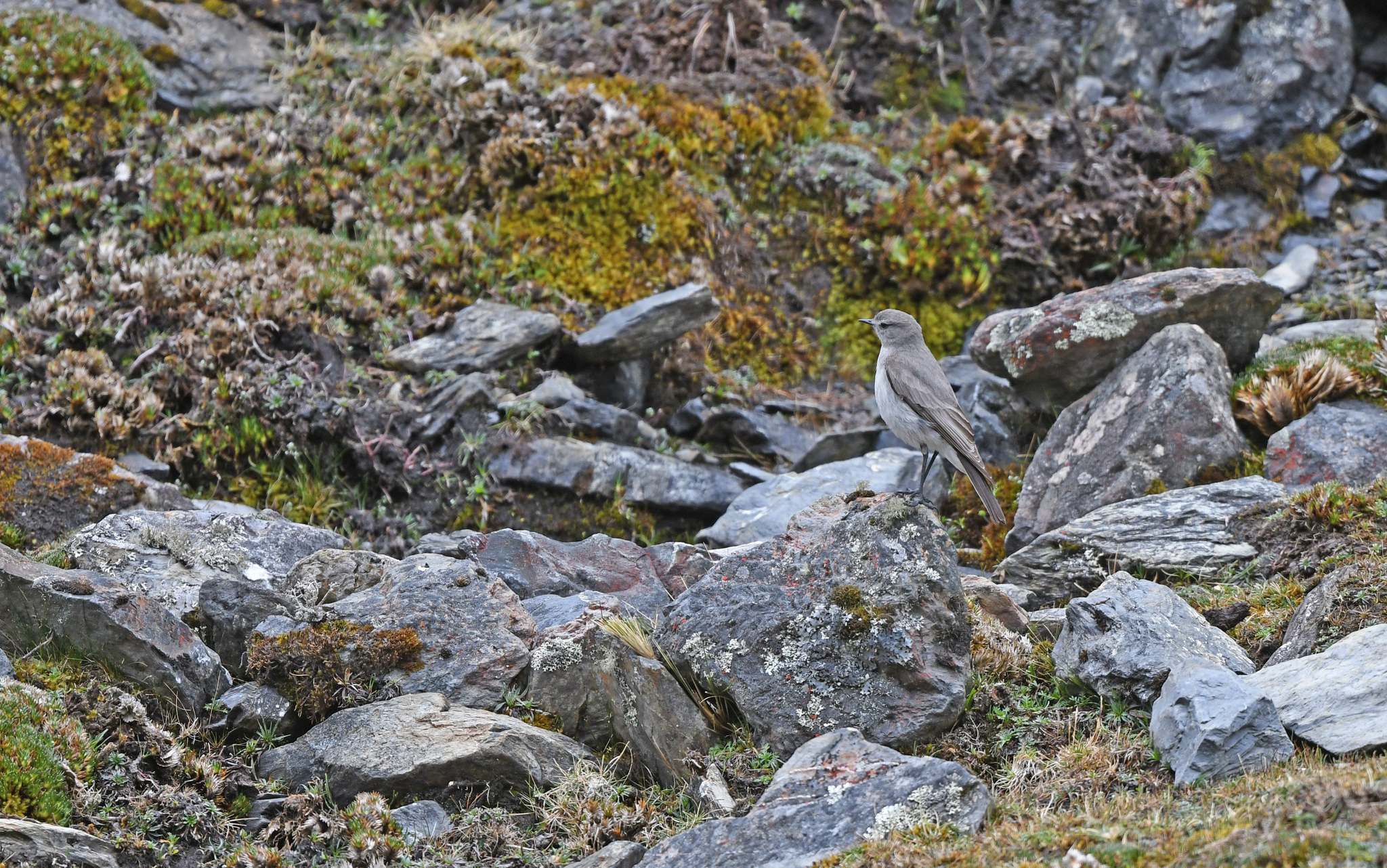 Taczanowski's Ground Tyrant (Muscisaxicola griseus), photo 9