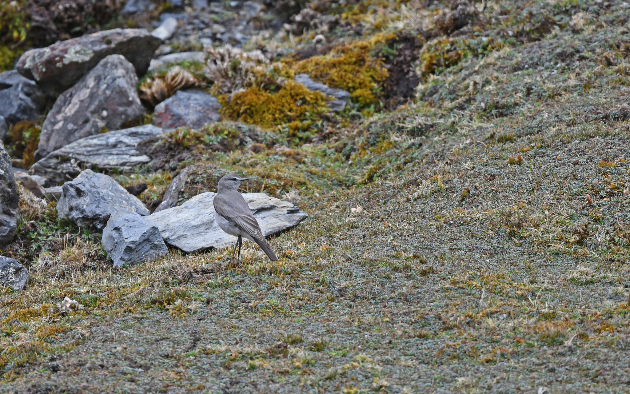 Taczanowski's Ground Tyrant (Muscisaxicola griseus), photo 8