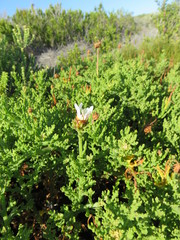 Arctotis aspera aspera