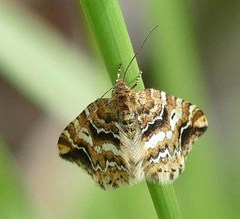 Enchoria lacteata