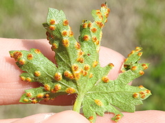 Puccinia modiolae