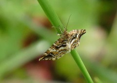 Enchoria lacteata