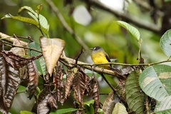 Myiotriccus ornatus