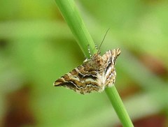 Enchoria lacteata