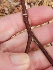 Acer pensylvanicum
