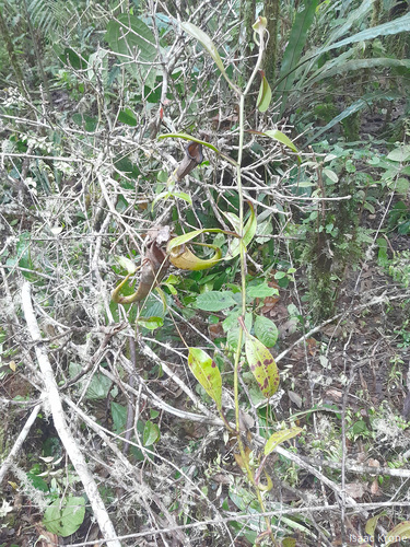 Nepenthes maxima