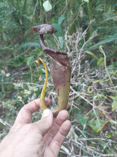Nepenthes maxima