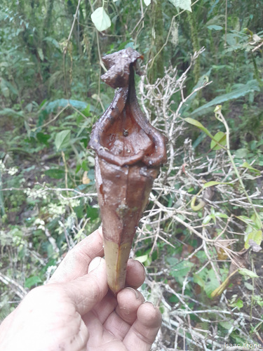 Nepenthes maxima
