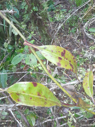 Nepenthes maxima