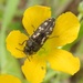 Acmaeodera neglecta - Photo (c) Bob O'Kennon, some rights reserved (CC BY-NC), uploaded by Bob O'Kennon
