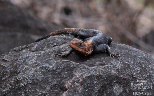 Finch’s agama