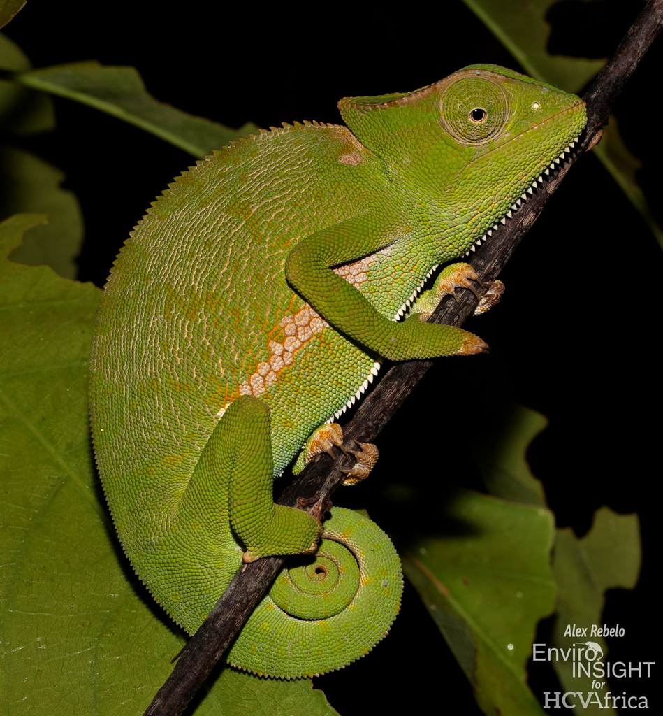 Graceful Chameleon
