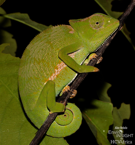 Chamaeleo gracilis Hallowell, 1844