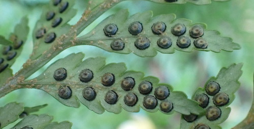 Rumohra adiantiformis