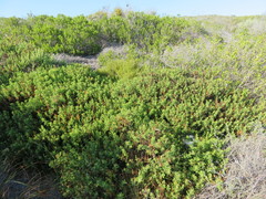 Arctotis aspera aspera