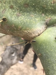 Hesperolabops gelastops