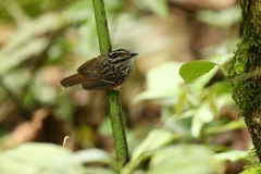 Hypocnemis peruviana