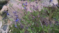 Salvia cuspidata