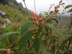 Rhytidophyllum auriculatum