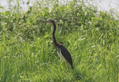 Egretta tricolor image