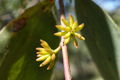 Eucalyptus stellulata