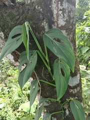 Monstera adansonii image