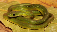 Bequaert's Green Snake photo 1